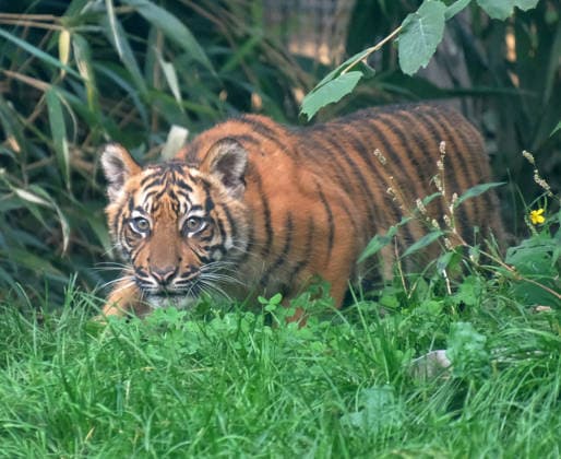 Tiger cub at Krefeld Zoo in Germany, in the state of North Rhine-Westphalia (NRW) on the Lower Rhine; Sumatran tiger Mau in her enclosure with her 3-month-old tiger cub at Krefeld Zoo