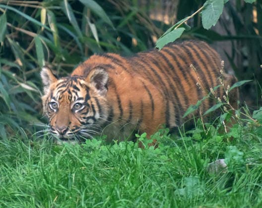 Tiger cub at Krefeld Zoo in Germany, in the state of North Rhine-Westphalia (NRW) on the Lower Rhine; Sumatran tiger Mau in her enclosure with her 3-month-old tiger cub at Krefeld Zoo