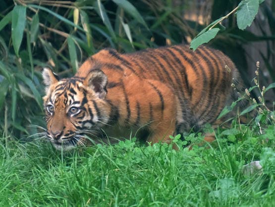 Tiger cub at Krefeld Zoo in Germany, in the state of North Rhine-Westphalia (NRW) on the Lower Rhine; Sumatran tiger Mau in her enclosure with her 3-month-old tiger cub at Krefeld Zoo