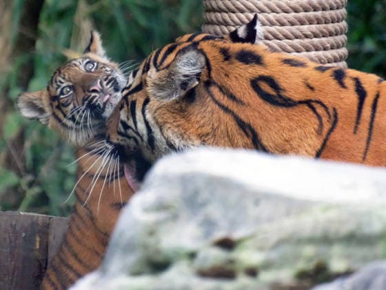 Tiger cub at Krefeld Zoo in Germany, in the state of North Rhine-Westphalia (NRW) on the Lower Rhine; Sumatran tiger Mau in her enclosure with her 3-month-old tiger cub at Krefeld Zoo