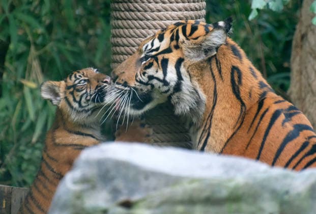 Tiger cub at Krefeld Zoo in Germany, in the state of North Rhine-Westphalia (NRW) on the Lower Rhine; Sumatran tiger Mau in her enclosure with her 3-month-old tiger cub, Krefeld Zoo