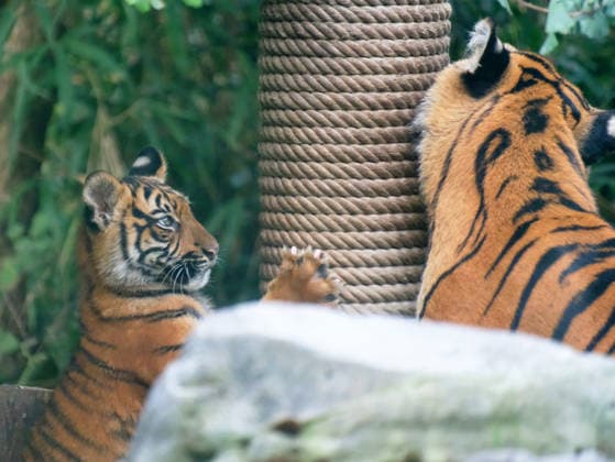 Tiger cub at Krefeld Zoo in Germany, in the state of North Rhine-Westphalia (NRW) on the Lower Rhine; Sumatran tiger Mau in her enclosure with her 3-month-old tiger cub, Krefeld Zoo