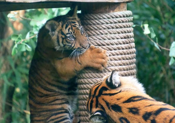 Tiger cub at Krefeld Zoo in Germany, in the state of North Rhine-Westphalia (NRW) on the Lower Rhine; Sumatran tiger Mau in her enclosure with her 3-month-old tiger cub, Krefeld Zoo