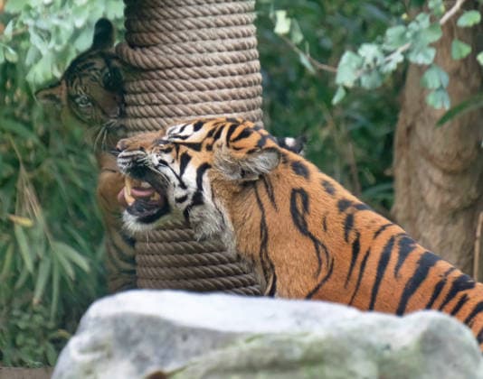 Tiger cub at Krefeld Zoo in Germany, in the state of North Rhine-Westphalia (NRW) on the Lower Rhine; Sumatran tiger Mau in her enclosure with her 3-month-old tiger cub, Krefeld Zoo