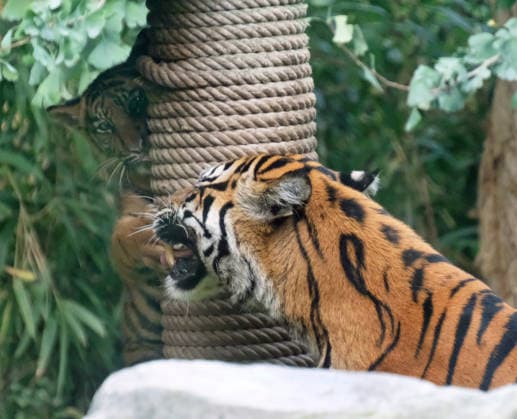 Tiger cub at Krefeld Zoo in Germany, in the state of North Rhine-Westphalia (NRW) on the Lower Rhine; Sumatran tiger Mau in her enclosure with her 3-month-old tiger cub at Krefeld Zoo