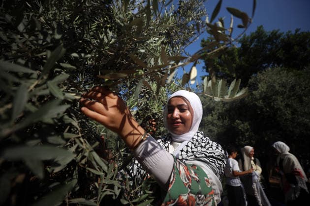 Olives Harvesting In Gaza Palestinian volunteers help farmers harvest olives at a field in Gaza City, on September 30, 2026. Gaza Palestine  Copyright: xMajdixFathix originalFilename: fathi-notitle260930_nphQG.jpg