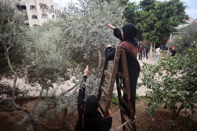 Olives Harvesting In Gaza Palestinian volunteers help farmers harvest olives at a field in Gaza City, on September 30, 2026. Gaza Palestine  Copyright: xMajdixFathix originalFilename: fathi-notitle260930_npnB0.jpg