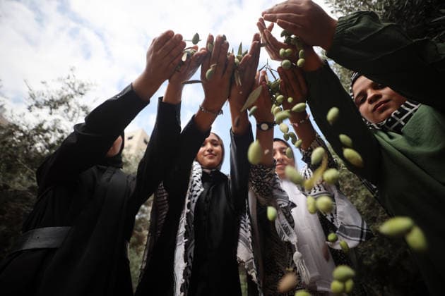 Olives Harvesting In Gaza Palestinian volunteers help farmers harvest olives at a field in Gaza City, on September 30, 2026. Gaza Palestine  Copyright: xMajdixFathix originalFilename: fathi-notitle260930_nppBQ.jpg