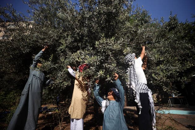 Olives Harvesting In Gaza Palestinian volunteers help farmers harvest olives at a field in Gaza City, on September 30, 2026. Gaza Palestine  Copyright: xMajdixFathix originalFilename: fathi-notitle260930_npqiY.jpg