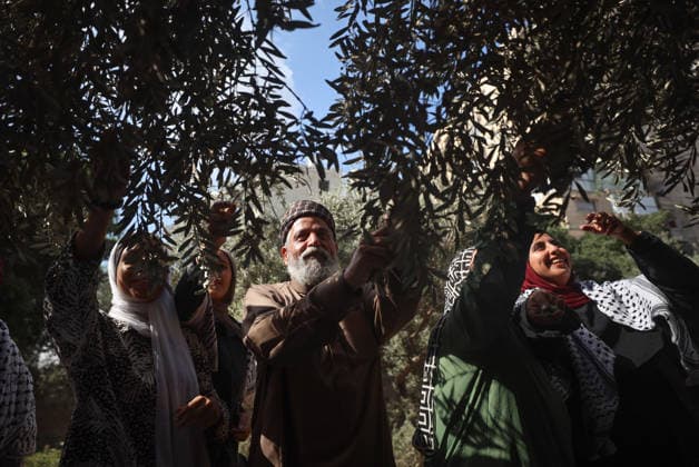 Olives Harvesting In Gaza Palestinian volunteers help farmers harvest olives at a field in Gaza City, on September 30, 2026. Gaza Palestine  Copyright: xMajdixFathix originalFilename: fathi-notitle260930_npsBu.jpg
