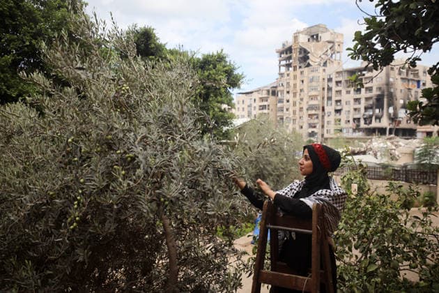 Olives Harvesting In Gaza A Palestinian female volunteer helps farmers pick olives during the harvest season in a field in Gaza City on September 30, 2026. Gaza Palestine  Copyright: xMajdixFathix originalFilename: fathi-notitle260930_npEqa.jpg