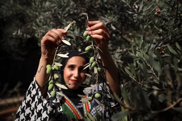 Olives Harvesting In Gaza A Palestinian female volunteer helps farmers pick olives during the harvest season in a field in Gaza City on September 30, 2026. Gaza Palestine  Copyright: xMajdixFathix originalFilename: fathi-notitle260930_npij5.jpg