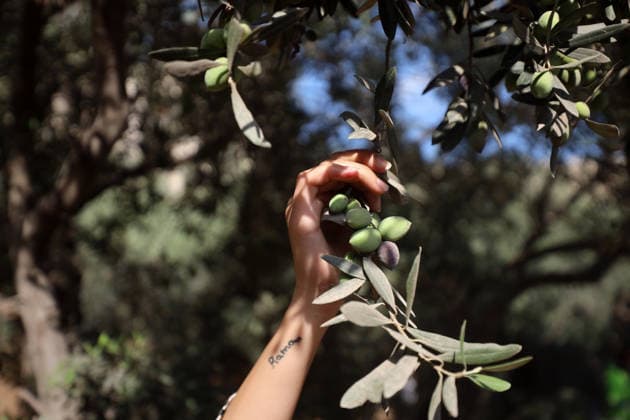Olives Harvesting In Gaza A Palestinian female volunteer helps farmers pick olives during the harvest season in a field in Gaza City on September 30, 2026. Gaza Palestine  Copyright: xMajdixFathix originalFilename: fathi-notitle260930_nppHX.jpg