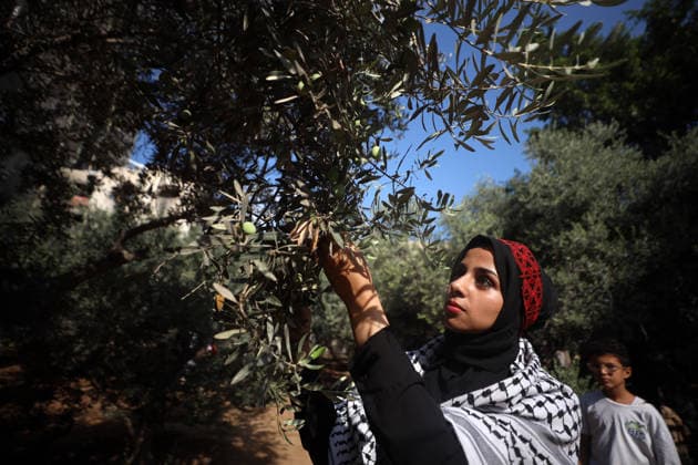 Olives Harvesting In Gaza A Palestinian female volunteer helps farmers pick olives during the harvest season in a field in Gaza City on September 30, 2026. Gaza Palestine  Copyright: xMajdixFathix originalFilename: fathi-notitle260930_npyHe.jpg