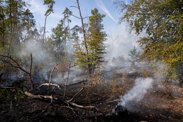 Forest Fire Covers About 12,600 Square Meters; Presence of Ammunition Complicates Firefighting Ef