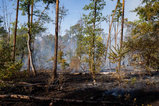 Forest Fire Covers About 12,600 Square Meters; Presence of Ammunition Complicates Firefighting Ef
