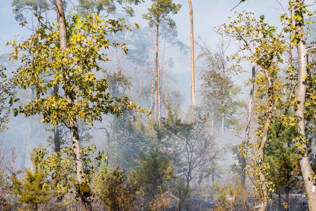 Forest Fire Covers About 12,600 Square Meters; Presence of Ammunition Complicates Firefighting Ef