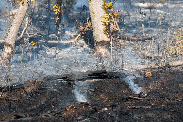 Forest Fire Covers About 12,600 Square Meters; Presence of Ammunition Complicates Firefighting Ef