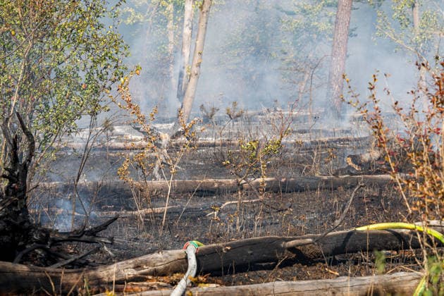 Forest Fire Covers About 12,600 Square Meters; Presence of Ammunition Complicates Firefighting Ef