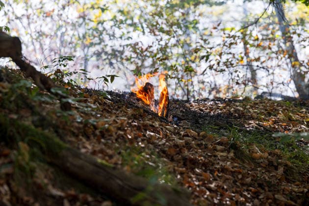 Forest Fire Covers About 12,600 Square Meters; Presence of Ammunition Complicates Firefighting Ef