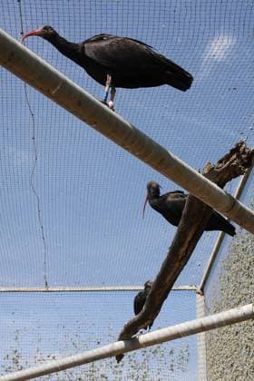 Andalusia Receives 15 Northern Bald Ibis from Germany Image of Northern Bald Ibis (Geronticus eremita) received in Andalusia from Germany On October 2, 2026, in Barbate, Cádiz, Andalusia, Spain October 2, 2026 Barbate, Cádiz, Andalusia, Spain Barbate, Cádiz, Andalusia, Spain Spain Copyright: xNachoxFradex 7815347