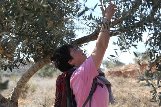 Israeli Settlers And Forces Attacked Palestinian Farmers During Olive Harvest In Beita BEITA, NABLUS, PALESTINE OCTOBER 2, 2026: Israeli settlers and Israeli forces attacked Palestinian farmers while they were picking olives in the Jabal Al-Arma area, east of Beita, south of Nablus. Settlers fired live ammunition toward the farmers, with no injuries reported. According to the Palestinian Red Crescent Society, Israeli forces also beat a 46-year-old Palestinian farmer during raids on olive farms in Beita. Witnesses told Anadolu that Israeli forces fired stun grenades and tear gas at farmers in the Jabal Al-Arma area, forcing them to leave. The olive harvest begins in early October and continues through the end of November, making it an im Copyright: x xSalmanxMohsenxAlkhatibx xJNAxPressx