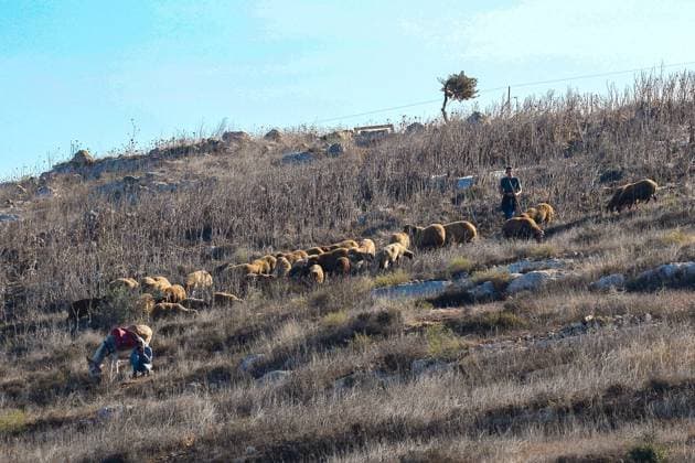 Israeli Settlers And Forces Attacked Palestinian Farmers During Olive Harvest In Beita BEITA, NABLUS, PALESTINE OCTOBER 2, 2026: Israeli settlers and Israeli forces attacked Palestinian farmers while they were picking olives in the Jabal Al-Arma area, east of Beita, south of Nablus. Settlers fired live ammunition toward the farmers, with no injuries reported. According to the Palestinian Red Crescent Society, Israeli forces also beat a 46-year-old Palestinian farmer during raids on olive farms in Beita. Witnesses told Anadolu that Israeli forces fired stun grenades and tear gas at farmers in the Jabal Al-Arma area, forcing them to leave. The olive harvest begins in early October and continues through the end of November, making it an im Copyright: x xSalmanxMohsenxAlkhatibx xJNAxPressx