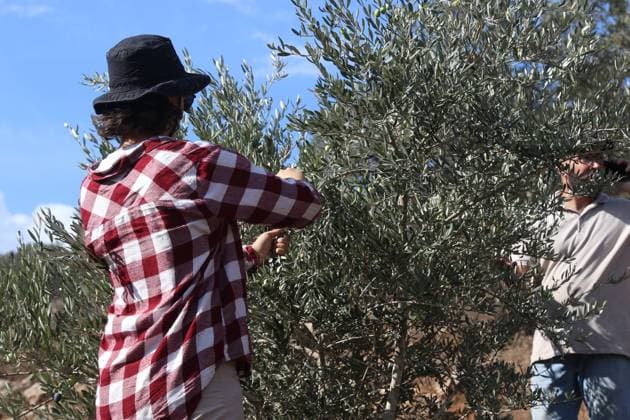 Israeli Settlers And Forces Attacked Palestinian Farmers During Olive Harvest In Beita BEITA, NABLUS, PALESTINE OCTOBER 2, 2026: Israeli settlers and Israeli forces attacked Palestinian farmers while they were picking olives in the Jabal Al-Arma area, east of Beita, south of Nablus. Settlers fired live ammunition toward the farmers, with no injuries reported. According to the Palestinian Red Crescent Society, Israeli forces also beat a 46-year-old Palestinian farmer during raids on olive farms in Beita. Witnesses told Anadolu that Israeli forces fired stun grenades and tear gas at farmers in the Jabal Al-Arma area, forcing them to leave. The olive harvest begins in early October and continues through the end of November, making it an im Copyright: x xSalmanxMohsenxAlkhatibx xJNAxPressx