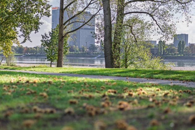 Low Water Levels on the Rhine in Bonn: View from the Beuel Riverbank, October 2, 2026. View from the Beuel riverbank in Bonn of the Rhine riverbed, which is largely dry due to the ongoing low water levels. Navigation is restricted; the water level at Bonn is 64 cm, just slightly above the record low of 58 cm set on September 29. C Copyright: xMarcxJohnx