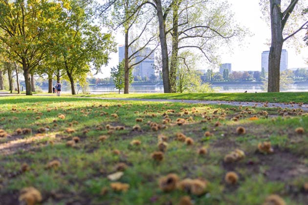 Low Water Levels on the Rhine in Bonn: View from the Beuel Riverbank, October 2, 2026. View from the Beuel riverbank in Bonn of the Rhine riverbed, which is largely dry due to the ongoing low water levels. Navigation is restricted; the water level at Bonn is 64 cm, just slightly above the record low of 58 cm set on September 29. C Copyright: xMarcxJohnx