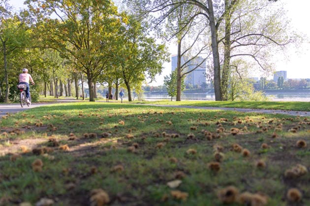 Low Water Levels on the Rhine in Bonn: View from the Beuel Riverbank, October 2, 2026. View from the Beuel riverbank in Bonn of the Rhine riverbed, which is largely dry due to the ongoing low water levels. Navigation is restricted; the water level at Bonn is 64 cm, just slightly above the record low of 58 cm set on September 29. C Copyright: xMarcxJohnx