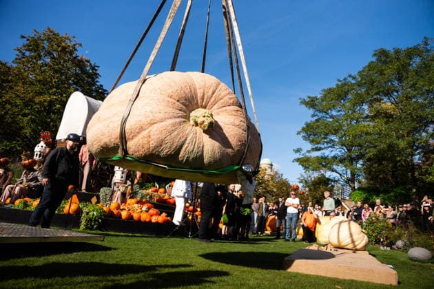 Danish Giant Pumpkin Championship Results Announced: Peter Holst Olsen’s giant pumpkin, weighing 1,198 kg, wins the Danish Giant Pumpkin Championship at Tivoli in Copenhagen on Saturday, October 3, 2026. Photo by Emil Nicolai Helms, Scanpix 2026, Copenhagen, Denmark  Copyright: EmilxNicolaixHelmsx spdk20261003-132504-L