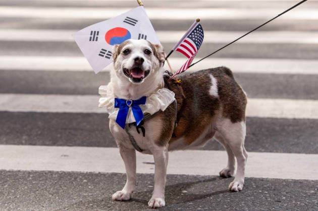 October 3, 2026, New York, New York, USA: A dog dressed in Korean and American flags smiles for the camera during the 2026 NYC Korean parade. New York USA - ZUMAh214 20261003_znp_h214_040 Copyright: xSDxHerzogx