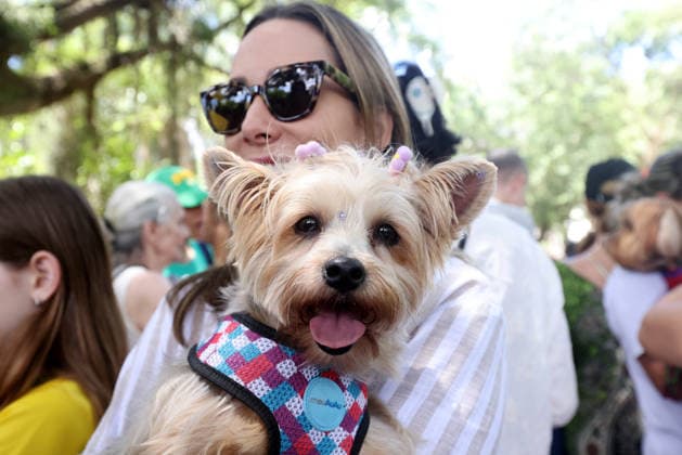 October 4, 2026, Rio De Janeiro, Rio De Janeiro, Brazil: Pet parents wait with their beloved animals to be blessed as over 100 pets gathered at Praca Nossa Senhora da Paz in Ipanema, spreading prayers and holy water, as Nossa Senhora da Paz Church celebrated the Feast of St. Francis of Assisi with the traditional Blessing of the Animals honoring the patron saint of ecology and all creatures great and small. Rio De Janeiro Brazil  - ZUMAk251 20261004_znp_k251_022 Copyright: xBobxKarpx