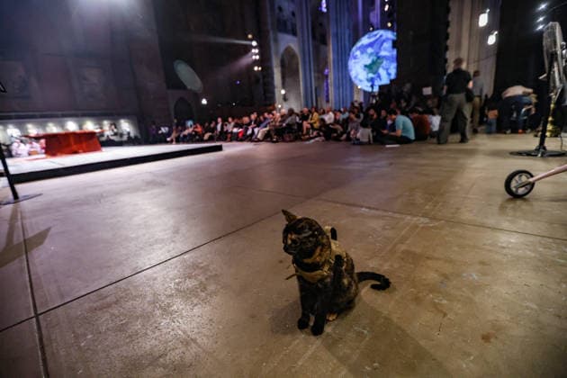 October 4, 2026, New York, New York, United States: Miksha, a deaf cat, sits in the nave during the Blessing of the Earth and Animals at the Cathedral of St. John the Divine in New York, as the Very Reverend WINNIE VARGHESE, Dean of the Cathedral, delivers a sermon. Gaia, an illuminated Earth installation by British artist LUKE JERRAM, hangs in the background. New York United States - ZUMAo116 20261004_znp_o116_029 Copyright: xBiancaxOterox