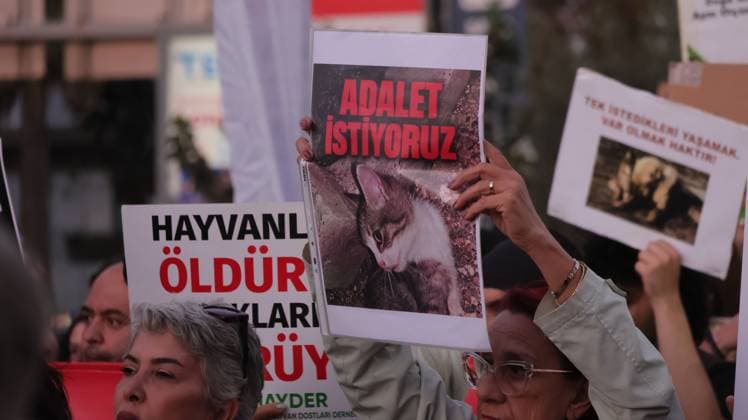 Animal Rights Activists Formed Human Chain In Izmir Against Euthanasia Law IZMIR, TURKEY OCTOBER 4, 2026: Animal rights activists staged a protest in Izmir on World Animal Protection Day, opposing the decision to round up and euthanize stray animals. Members of the Izmir Right to Life Advocates gathered in front of Alsancak Train Station in the Konak district and protested against the Law Amending the Animal Protection Act, which was passed by the Grand National Assembly of Turkey on July 30, 2024, published in the Official Gazette on August 2, 2024, and entered into force. Activists marched from Alsancak Station along Cyprus Martyrs Street before gathering in front of the Türkan Saylan Cultural Center. Chanting slogans including No Copyright: x xTurgayxKilicx xJNAxPressx