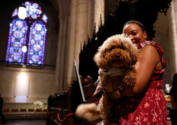 A dog arrives for a celebration of the Feast of St. Francis with the annual Blessing of the Animals ceremony held at the Cathedral Church of Saint John the Divine in New York City on Sunday, October 4, 2026. St. Francis of Assisi was the patron saint of animals.  NYP20261004102 JOHNxANGELILLO
