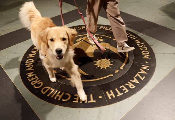 A pet dog crosses a seal when it arrives for a celebration of the Feast of St. Francis with the annual Blessing of the Animals ceremony held at the Cathedral Church of Saint John the Divine in New York City on Sunday, October 4, 2026. St. Francis of Assisi was the patron saint of animals.  NYP20261004104 JOHNxANGELILLO