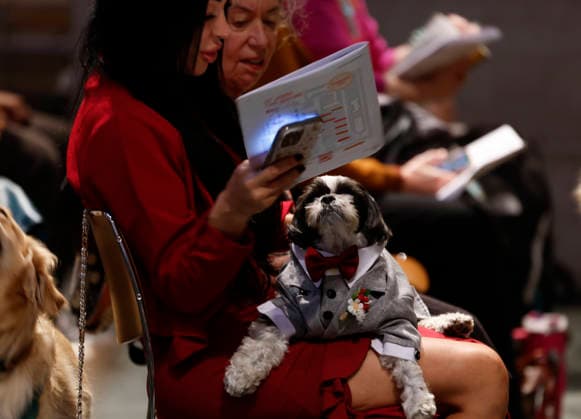 A pet sits on a churchgoer lap for a celebration of the Feast of St. Francis with the annual Blessing of the Animals ceremony held at the Cathedral Church of Saint John the Divine in New York City on Sunday, October 4, 2026. St. Francis of Assisi was the patron saint of animals.  NYP20261004106 JOHNxANGELILLO
