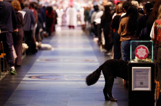A dog stands in the church Pews at a celebration of the Feast of St. Francis with the annual Blessing of the Animals ceremony held at the Cathedral Church of Saint John the Divine in New York City on Sunday, October 4, 2026. St. Francis of Assisi was the patron saint of animals.  NYP20261004114 JOHNxANGELILLO