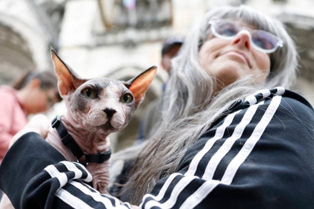 A Sphynx cat waits outside on the steps to enter the Cathedral for a celebration of the Feast of St. Francis with the annual Blessing of the Animals ceremony held at the Cathedral Church of Saint John the Divine in New York City on Sunday, October 4, 2026. St. Francis of Assisi was the patron saint of animals.  NYP20261004109 JOHNxANGELILLO