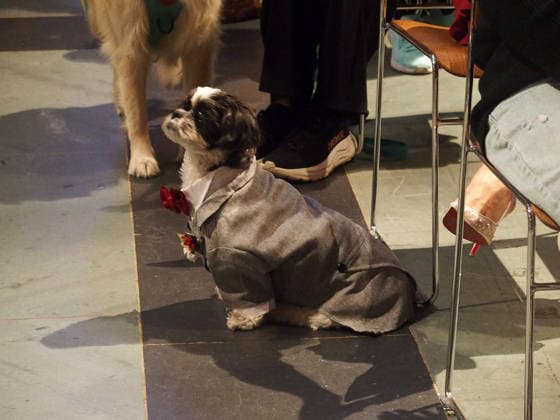 October 4, 2026, Manhattan, New York, U.S.A: New York, New York October 4, 2026.The Feast of St. Francis and Blessing of the Animals is a beloved Cathedral tradition all animals are welcomed at The Cathedral of Saint John the Divine. Manhattan U.S.A - ZUMAc308 20261004_znp_c308_003 Copyright: xSamanthaxCotlerx