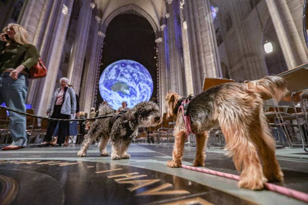 October 4, 2026, New York, New York, United States: Two dogs greet each other beneath Gaia, the monumental illuminated Earth installation by British artist LUKE JERRAM, during the annual St. Francis Day Blessing of the Earth and Animals at the Cathedral of St. John the Divine in New York. The celebration brings animals and their human companions into the Cathedral and also marked the 800th anniversary of the death of St. Francis of Assisi. New York United States - ZUMAo116 20261004_znp_o116_053 Copyright: xBiancaxOterox