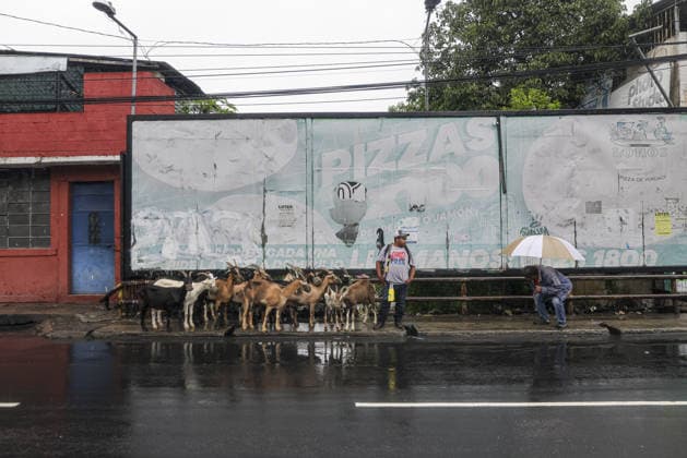 Heavy rains linked to El Nino trigger severe land collapse in Guatemala SAN MIGUEL PETAPA, GUATEMALA - OCTOBER 04: A man waits by the road with a herd of goats as residents try to go on with their daily lives amid severe damage and collapsed structures in the Villa Hermosa I neighborhood following relentless rainfall and the overflow of the Pinula River in San Miguel Petapa, Guatemala on October 04, 2026. The rising waters, linked to the El Nino phenomenon, triggered extensive riverbank erosion and land loss, damaging several homes and leaving nearby properties at continuous risk of collapse. Luis Vargas Anadolu San Miguel Petapa Guatemala. Editorial use only. Please get in touch for any other usage.  Copyright: x2026xAnadoluxLuisxVargasx