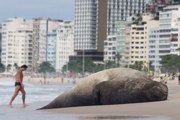 October 6, 2026, Rio De Janeiro, Rio De Janeiro, Brazil: A young southern elephant seal (Mirounga leonina) rests on Copacabana Beach in Rio de Janeiro, Brazil, on October 6, 2026. The unusual visitor has drawn attention along the coast in recent days after being seen in So£o Conrado, across Guanabara Bay in IcaraoÂ, Nitero³i, and now Copacabana. The young animal, which normally inhabits colder waters of the Southern Hemisphere, has attracted curious bathers and beachgoers at each stop. Experts advise people to observe the animal from a safe distance and not approach, touch, feed or attempt to return it to the water. One possibility raised by experts is that the seal traveled north from southern South America, potentially from the regi - ZUMAk251 20261006_znp_k251_008 Copyright: xBobxKarpx