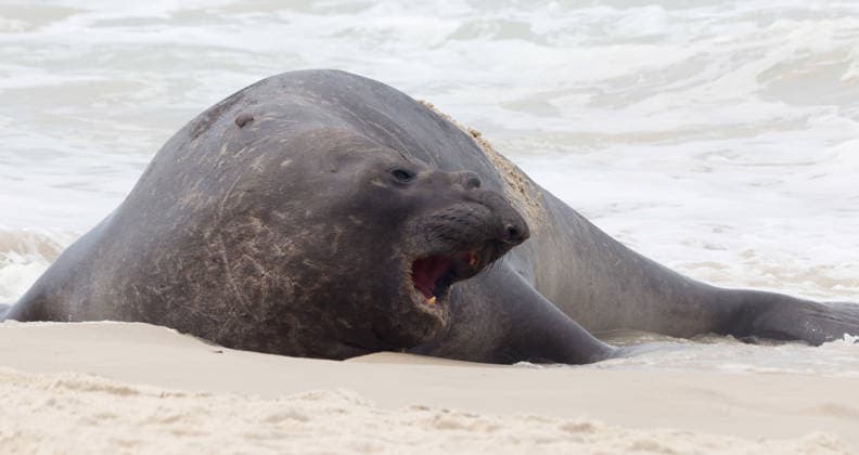 October 6, 2026, Rio De Janeiro, Rio De Janeiro, Brazil: A young southern elephant seal (Mirounga leonina) rests on Copacabana Beach in Rio de Janeiro, Brazil, on October 6, 2026. The unusual visitor has drawn attention along the coast in recent days after being seen in So£o Conrado, across Guanabara Bay in IcaraoÂ, Nitero³i, and now Copacabana. The young animal, which normally inhabits colder waters of the Southern Hemisphere, has attracted curious bathers and beachgoers at each stop. Experts advise people to observe the animal from a safe distance and not approach, touch, feed or attempt to return it to the water. One possibility raised by experts is that the seal traveled north from southern South America, potentially from the regi - ZUMAk251 20261006_znp_k251_003 Copyright: xBobxKarpx