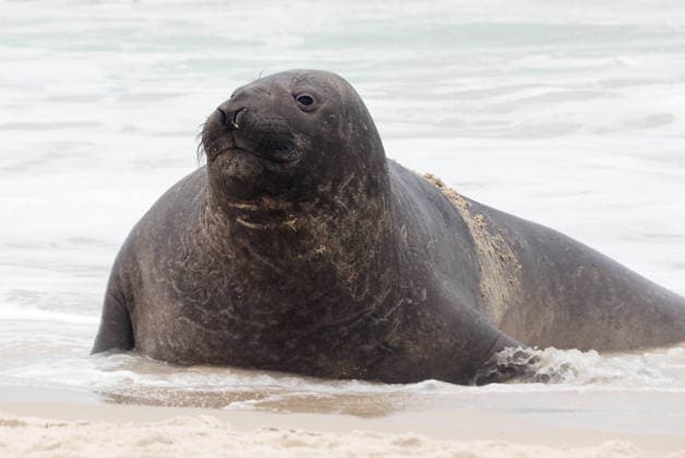 October 6, 2026, Rio De Janeiro, Rio De Janeiro, Brazil: A young southern elephant seal (Mirounga leonina) rests on Copacabana Beach in Rio de Janeiro, Brazil, on October 6, 2026. The unusual visitor has drawn attention along the coast in recent days after being seen in So£o Conrado, across Guanabara Bay in IcaraoÂ, Nitero³i, and now Copacabana. The young animal, which normally inhabits colder waters of the Southern Hemisphere, has attracted curious bathers and beachgoers at each stop. Experts advise people to observe the animal from a safe distance and not approach, touch, feed or attempt to return it to the water. One possibility raised by experts is that the seal traveled north from southern South America, potentially from the regi - ZUMAk251 20261006_znp_k251_016 Copyright: xBobxKarpx