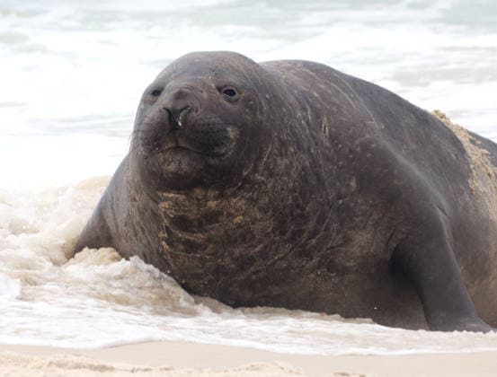 October 6, 2026, Rio De Janeiro, Rio De Janeiro, Brazil: A young southern elephant seal (Mirounga leonina) rests on Copacabana Beach in Rio de Janeiro, Brazil, on October 6, 2026. The unusual visitor has drawn attention along the coast in recent days after being seen in So£o Conrado, across Guanabara Bay in IcaraoÂ, Nitero³i, and now Copacabana. The young animal, which normally inhabits colder waters of the Southern Hemisphere, has attracted curious bathers and beachgoers at each stop. Experts advise people to observe the animal from a safe distance and not approach, touch, feed or attempt to return it to the water. One possibility raised by experts is that the seal traveled north from southern South America, potentially from the regi - ZUMAk251 20261006_znp_k251_007 Copyright: xBobxKarpx