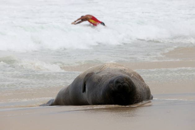 October 6, 2026, Rio De Janeiro, Rio De Janeiro, Brazil: A young southern elephant seal (Mirounga leonina) rests on Copacabana Beach in Rio de Janeiro, Brazil, on October 6, 2026. The unusual visitor has drawn attention along the coast in recent days after being seen in So£o Conrado, across Guanabara Bay in IcaraoÂ, Nitero³i, and now Copacabana. The young animal, which normally inhabits colder waters of the Southern Hemisphere, has attracted curious bathers and beachgoers at each stop. Experts advise people to observe the animal from a safe distance and not approach, touch, feed or attempt to return it to the water. One possibility raised by experts is that the seal traveled north from southern South America, potentially from the regi - ZUMAk251 20261006_znp_k251_017 Copyright: xBobxKarpx