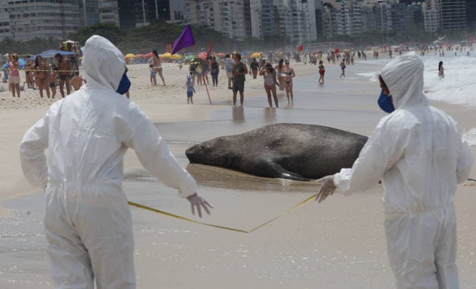 October 6, 2026, Rio De Janeiro, Rio De Janeiro, Brazil: Biologists with the Projeto de Monitoramento de Praias da Bacia de Santos (PMP-BS) monitor a young southern elephant seal (Mirounga leonina) resting on Copacabana Beach in Rio de Janeiro, Brazil, on October 6, 2026, assessing its condition and helping ensure it remains undisturbed. The unusual visitor has drawn attention along the coast in recent days after being spotted in So£o Conrado, across Guanabara Bay in IcaraoÂ, Nitero³i, and now Copacabana. The young seal, a species native to colder waters of the Southern Hemisphere, has attracted curious bathers and beachgoers at each stop. Experts advise people to observe the animal from a safe distance and not approach, touch, feed o - ZUMAk251 20261006_znp_k251_013 Copyright: xBobxKarpx